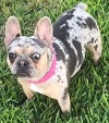 topdogbullies lil miss pebbles